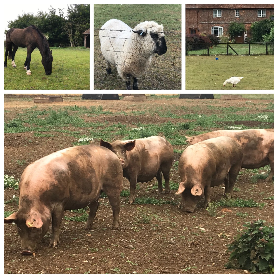 Collage_Fotor 56.jpg